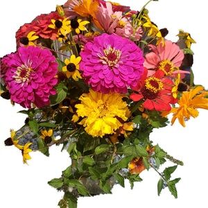 Vibrant Zinna Flower Seeds - Pink, Yellow, Orange, Red